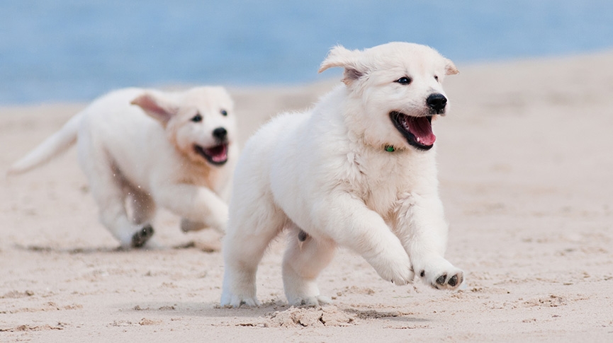 狗狗過熱5大警號-寵主必讀狗狗散熱攻略-香港夏日降溫秘笈